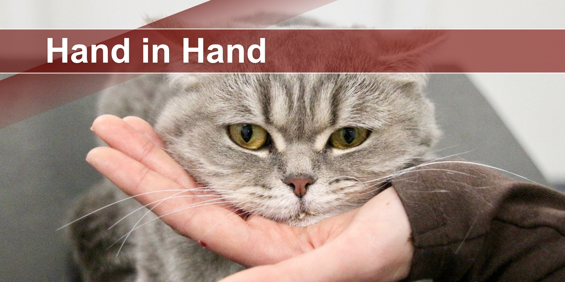 Teaserbild Tierarztpraxis Lünne Dr. N. Dülmer u. T. Rauße GbR